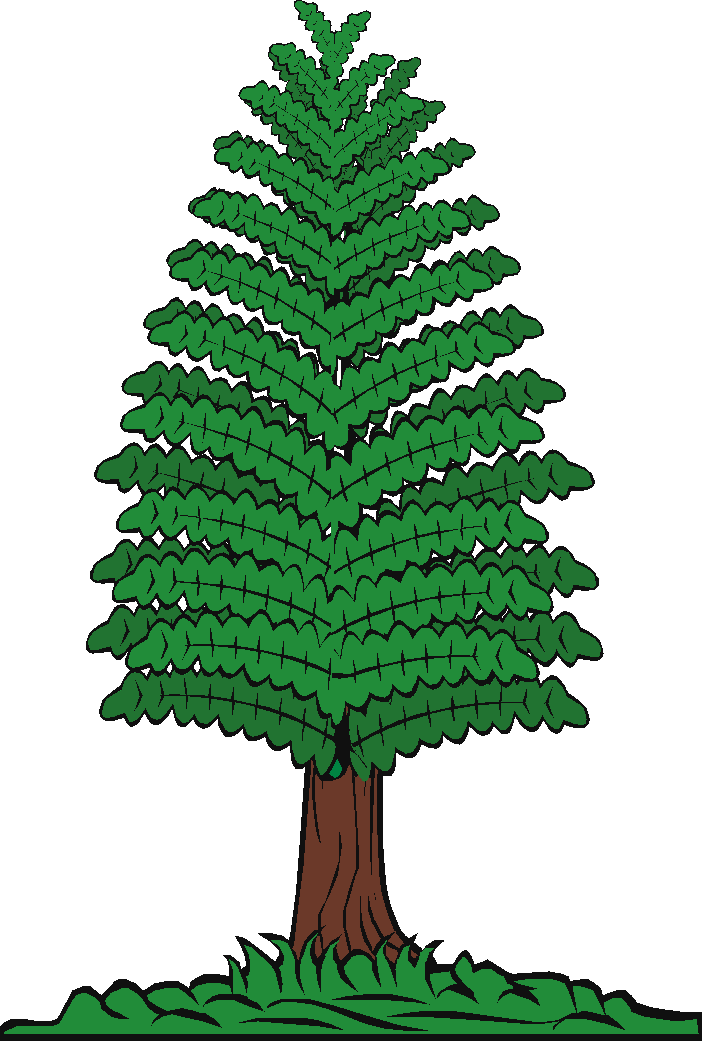 Pine Trees of Angus ON